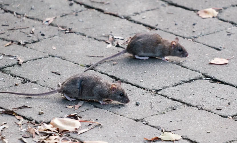 Spiritual Meaning Of A Rat Crossing Your Path