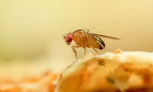 Spiritual Meaning of Fruit Fly
