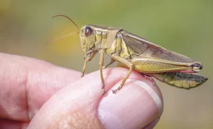Spiritual Meaning of Grasshopper in House