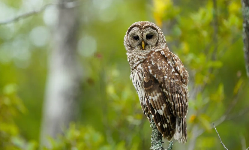 Spiritual Meaning of Seeing an Owl During the Day