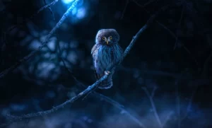 Spiritual Meaning of Seeing an Owl during the Night