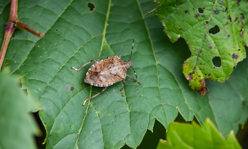 Spiritual Meaning of Stink Bug