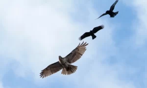 Spiritual Meaning of 3 Hawks Circling