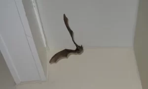 Spiritual Meaning of Bat In The House