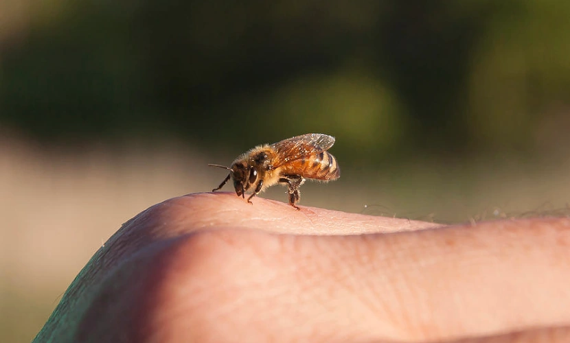 Spiritual Meaning of Bee Lands On You