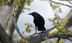 Spiritual Meaning of Crows Cawing In The Morning