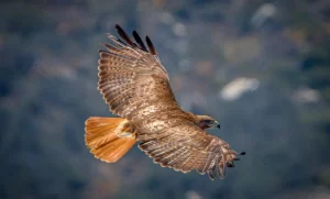 Spiritual Meaning of Hawk Flying Over You