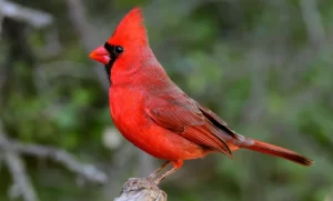 Spiritual Meaning of Red Cardinal