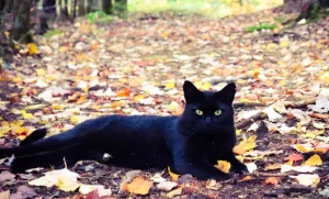 Spiritual Meaning of a Black Cat Staring At You