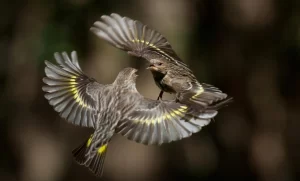 Spiritual Meaning of birds fighting